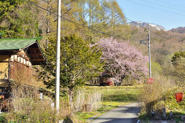 cm-オキノ桜-01