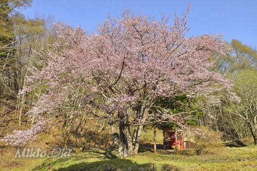 オキノ桜-01