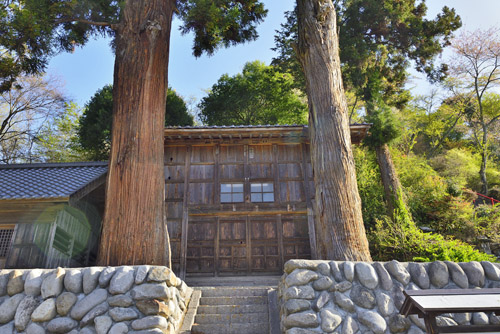 谷地諏訪神社のスギ-01