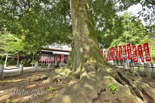 桐生白髭神社のシラカシ-01