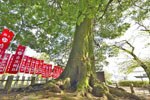 桐生白髭神社のシラカシ-04