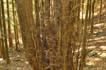 cm-栗生山-04