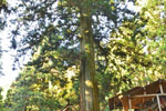 黒保根栗生神社の大スギ-05