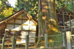 黒保根栗生神社の大スギ-06