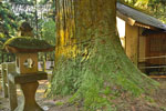 黒保根栗生神社の大スギ-08
