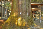 黒保根栗生神社の大スギ-12