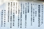 黒保根栗生神社の大スギ-13