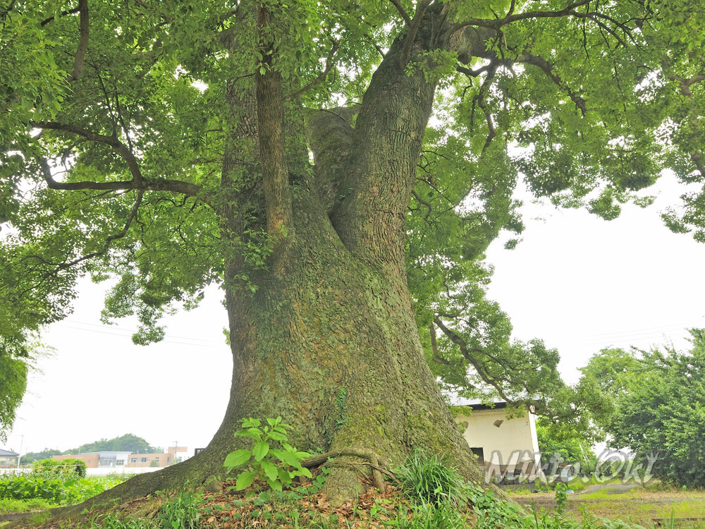 群馬県の巨木 野の大クスノキ