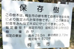 鳳仙寺のカヤ-08