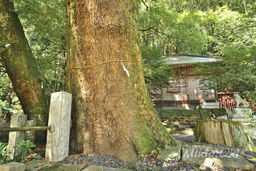 桐生城跡日枝神社のクスノキ群-01