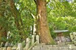 桐生城跡日枝神社のクスノキ群-02