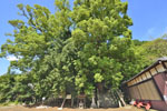 桐生城跡日枝神社のクスノキ群-04