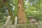 桐生城跡日枝神社のクスノキ群-08