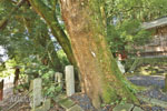 桐生城跡日枝神社のクスノキ群-09