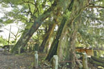 桐生城跡日枝神社のクスノキ群-05