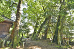 桐生城跡日枝神社のクスノキ群-09