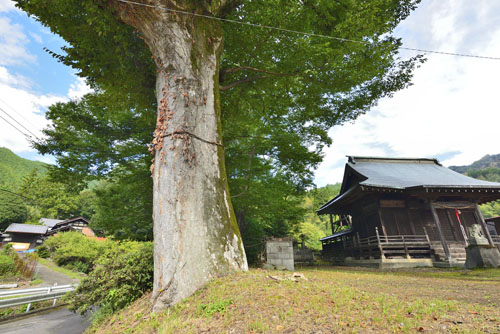 兼宮神社のケヤキ-01