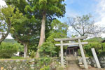 兼宮神社のケヤキ-02