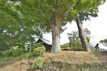 兼宮神社のケヤキ-03