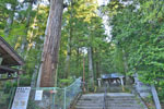 cm-三夜沢赤城神社の大スギ群-14
