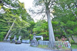 cm-三夜沢赤城神社の大スギ群-16
