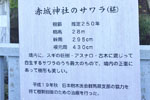 cm-三夜沢赤城神社の大スギ群-17