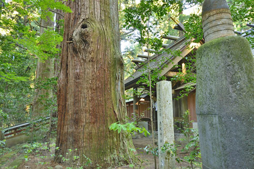 三夜沢赤城神社のたわらスギ-01