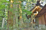 三夜沢赤城神社のたわらスギ-03