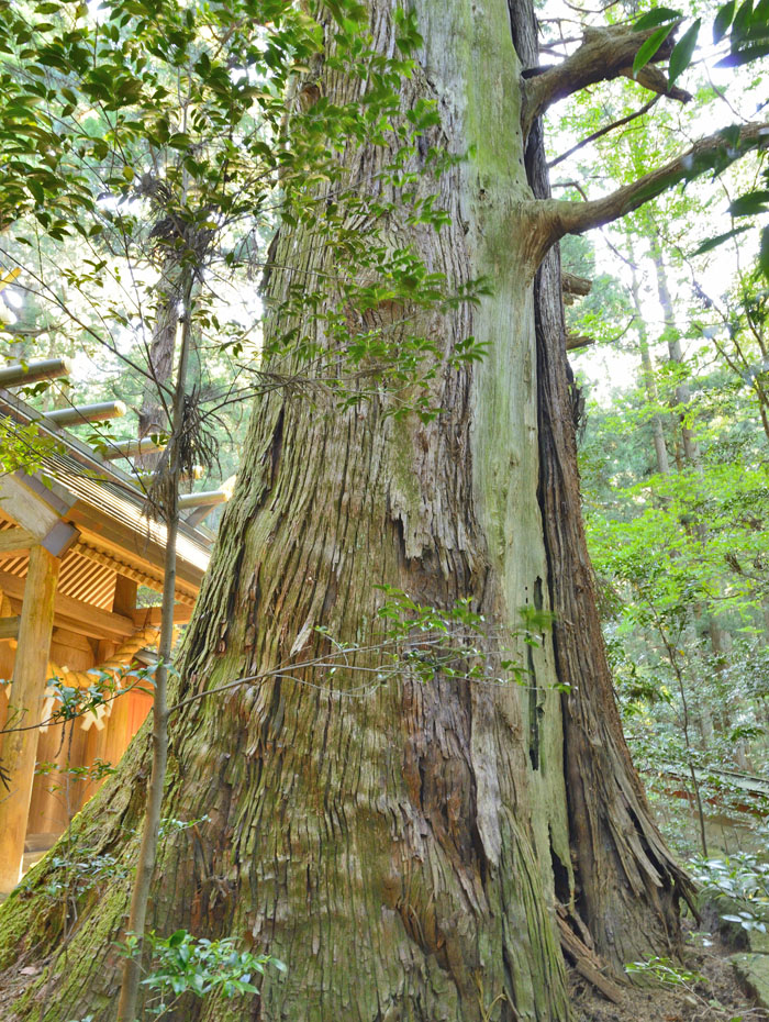 群馬県の巨木 三夜沢赤城神社の大スギ群 (たわらスギ)