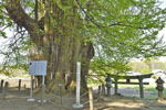 荘田神社の大イチョウ-03