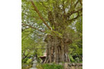 荘田神社の大イチョウ-10