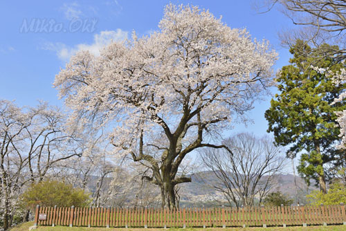 沼田城址の御殿桜-01