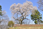 沼田城址の御殿桜-03