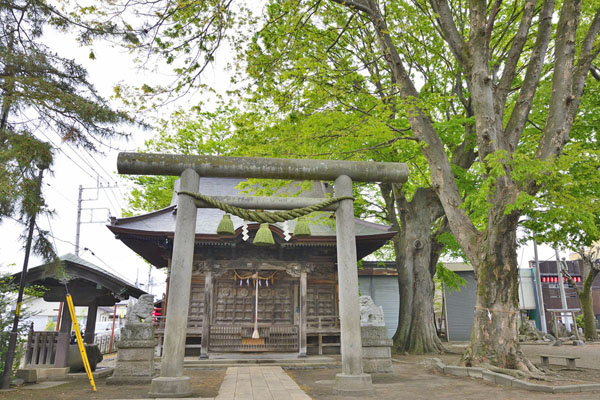 cm-沼田須賀神社のケヤキ-01