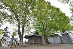 cm-沼田須賀神社のケヤキ-03