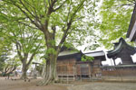 cm-沼田須賀神社のケヤキ-09