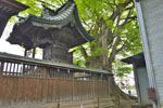 沼田須賀神社の大ケヤキ-05