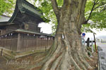 沼田須賀神社の大ケヤキ-06