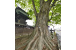 沼田須賀神社の大ケヤキ-07