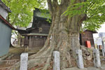 沼田須賀神社の大ケヤキ-08