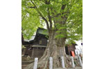 沼田須賀神社の大ケヤキ-09