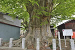 沼田須賀神社の大ケヤキ-10