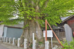 沼田須賀神社の大ケヤキ-11