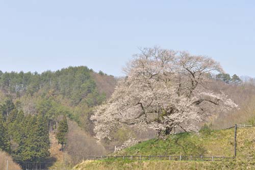 発知のヒガンザクラ01