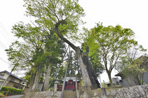 川田神社の大ケヤキ-01