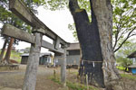 川田神社の大ケヤキ-03