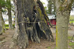 川田神社の大ケヤキ-08