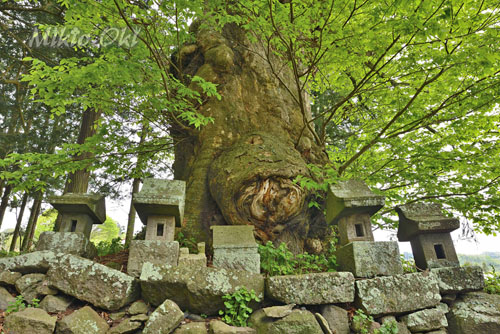 篠尾神社のケヤキ-01