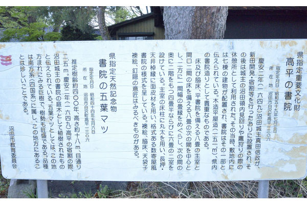cm-書院の五葉マツ-01