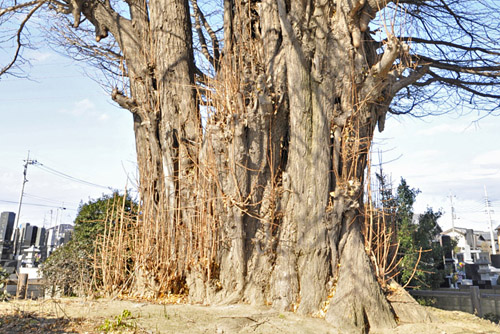 浄蔵寺の大イチョウ-01